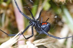 Tela del ragno, seta, batteri, modifiche genetiche, NASA, DNA.